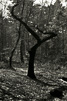 Ashdown Forest