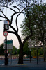 Paris Trees - Spring