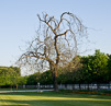 Paris Trees - Spring