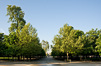 Paris Trees - Spring