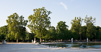 Paris Trees - Spring