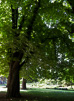 Paris Trees - Spring