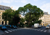 Paris Trees - Spring