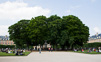 Paris Trees - Spring