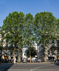 Paris Trees - Spring