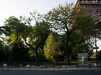 Paris Trees - Spring