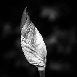 Project 365